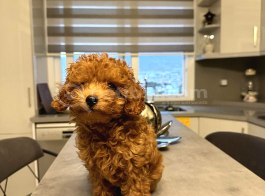 Erkek Toy Poodle görsel