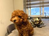 Erkek Toy Poodle