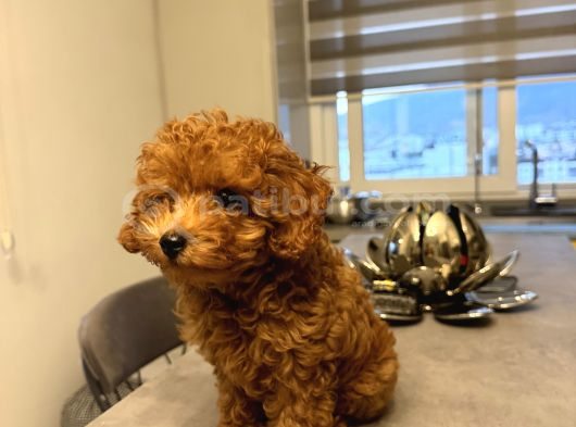 Erkek Toy Poodle görsel