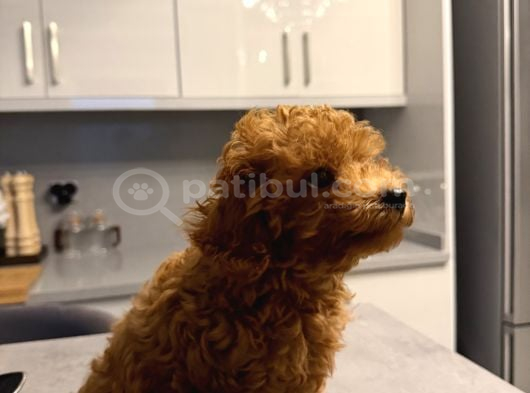 Erkek Toy Poodle görsel