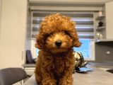 Erkek Toy Poodle