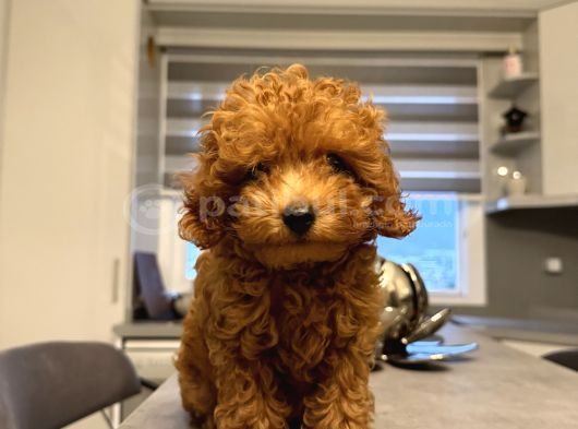 Erkek Toy Poodle görsel