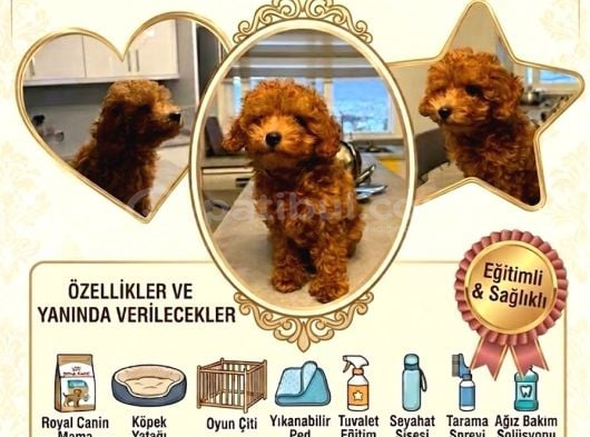 Erkek Toy Poodle