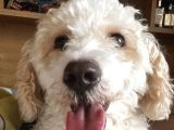 11 aylık maltipoo Amasya