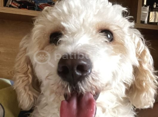 11 aylık maltipoo Amasya