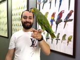 Full Evcil Eğitimli Konuşan Amazon Papağanı