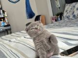 Scottish fold erkek