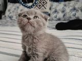 Scottish Fold Erkek