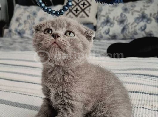 Scottish Fold Erkek görsel