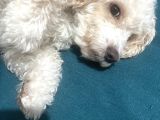 11 Aylık Maltipoo Amasya