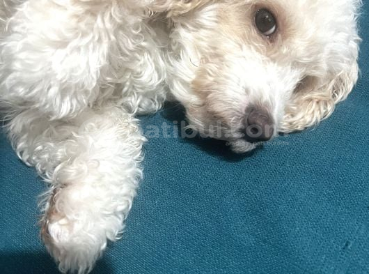 11 Aylık Maltipoo Amasya görsel