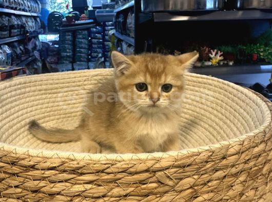Top kafa british shorthair gold yavrumuz