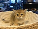 Top Kafa British Shorthair Gold Yavrumuz