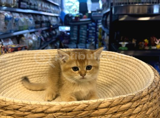 Top Kafa British Shorthair Gold Yavrumuz görsel
