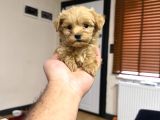 Tr Nin Tek Micro Teacup Maltipoo Yavrusu