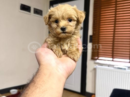 Tr Nin Tek Micro Teacup Maltipoo Yavrusu görsel