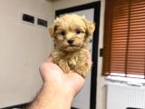 Tr Nin Tek Micro Teacup Maltipoo Yavrusu