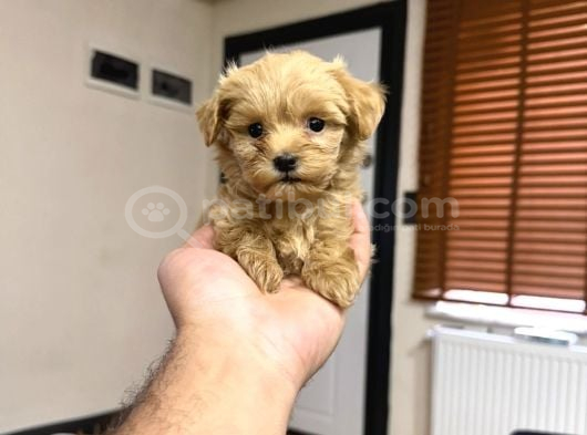 Tr Nin Tek Micro Teacup Maltipoo Yavrusu görsel