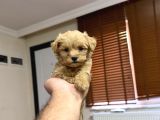 Tr nin tek micro teacup maltipoo yavrusu