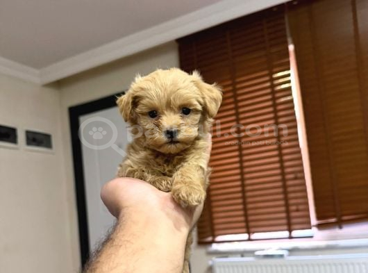 Tr nin tek micro teacup maltipoo yavrusu