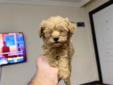Tr Nin Tek Micro Teacup Maltipoo Yavrusu