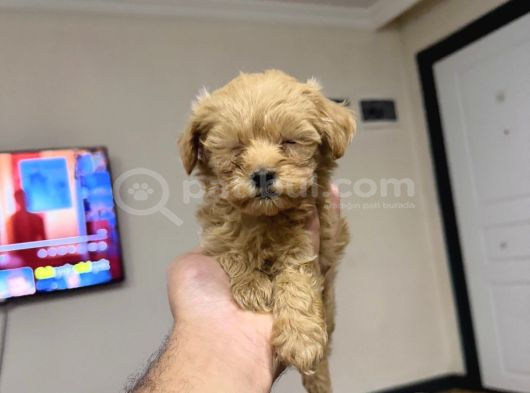 Tr Nin Tek Micro Teacup Maltipoo Yavrusu görsel
