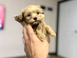 Tr Nin Tek Micro Teacup Maltipoo Yavrusu
