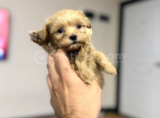 Tr Nin Tek Micro Teacup Maltipoo Yavrusu görsel