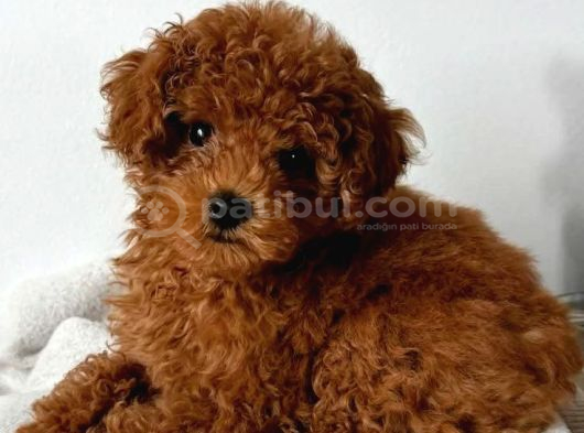 Göz Kamaştiran Mi̇ni̇k Poodle görsel