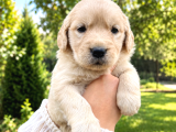 Harika Güzellikte Golden Retriever Yavrular