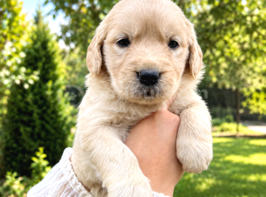 Harika Güzellikte Golden Retriever Yavrular görsel