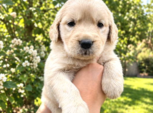 Harika Güzellikte Golden Retriever Yavrular