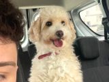 11 Aylık Maltipoo Amasya