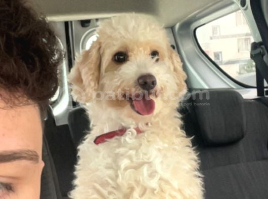 11 Aylık Maltipoo Amasya görsel