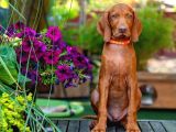 MACAR VIZSLA