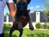 Scr Li Babadan Malinois Yavrularımız