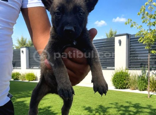 Scr Li Babadan Malinois Yavrularımız görsel