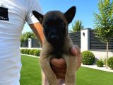 Scr Li Babadan Malinois Yavrularımız