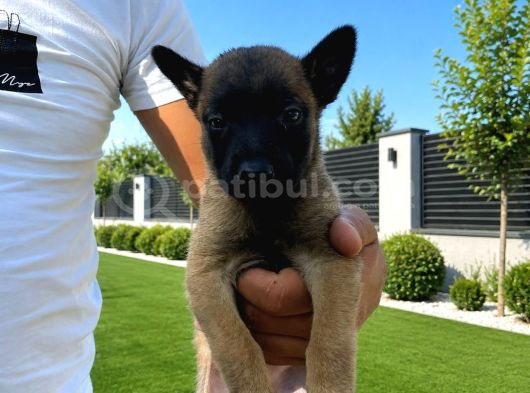 Scr Li Babadan Malinois Yavrularımız görsel