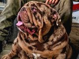 Üst Düzey İngi̇li̇z Buldog Yavrular