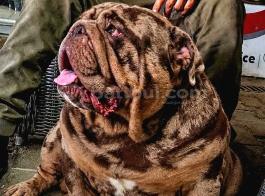 Üst Düzey İngi̇li̇z Buldog Yavrular görsel