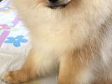 Pomeranian 6 Aylık