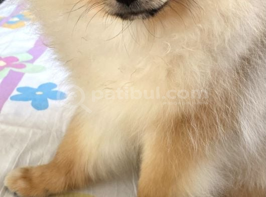 Pomeranian 6 Aylık görsel