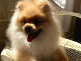 Pomeranian 6 Aylık