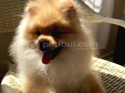 Pomeranian 6 Aylık görsel