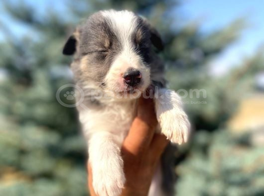 Petmode Köpek Çiftliğinden Border Collie Yavrularımız görsel