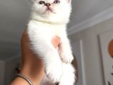 Pamuk Gibi Safkan British Shorthair Yavrular