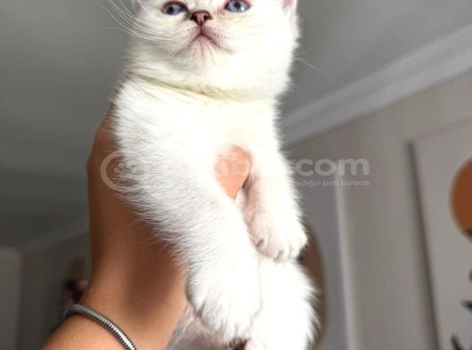 Pamuk Gibi safkan British Shorthair yavrular