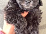 Nadir Renk Silver Poodle Yavrularımız