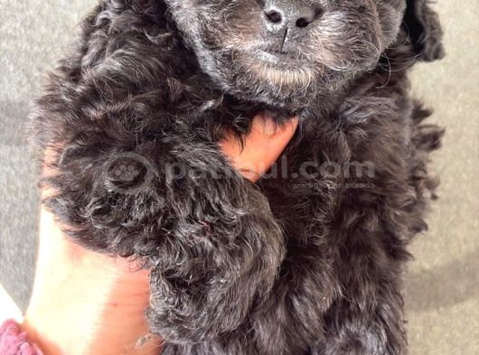 Nadir Renk Silver Poodle Yavrularımız